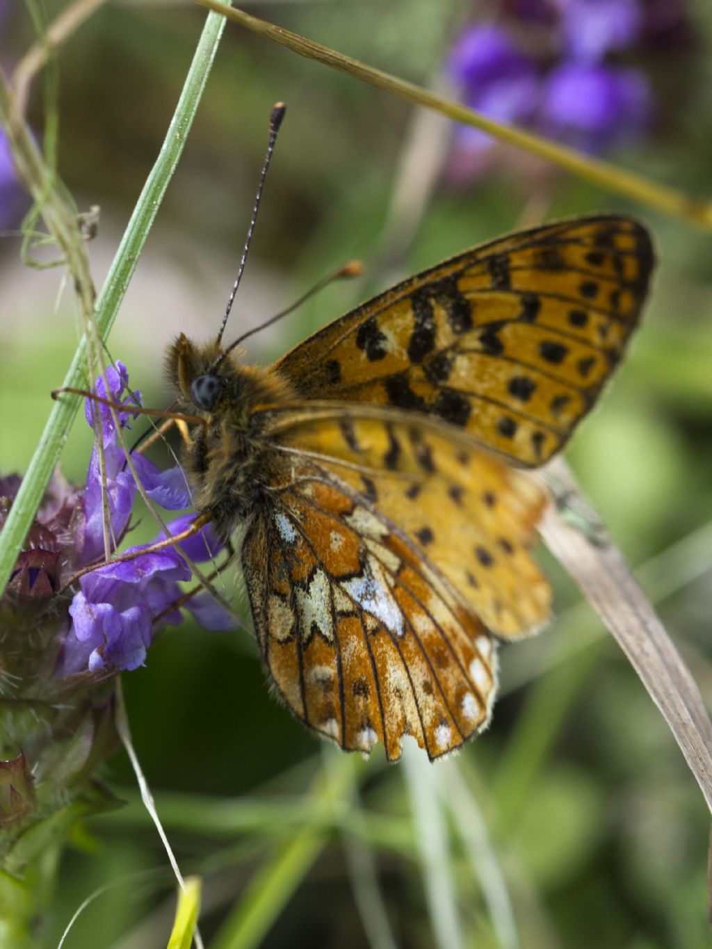 Boloria euphrosine?